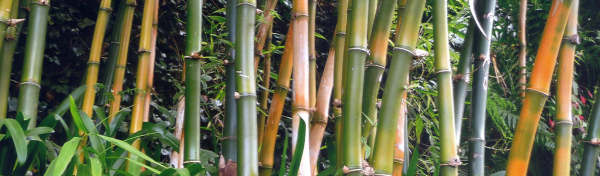 bambus samen winterhart