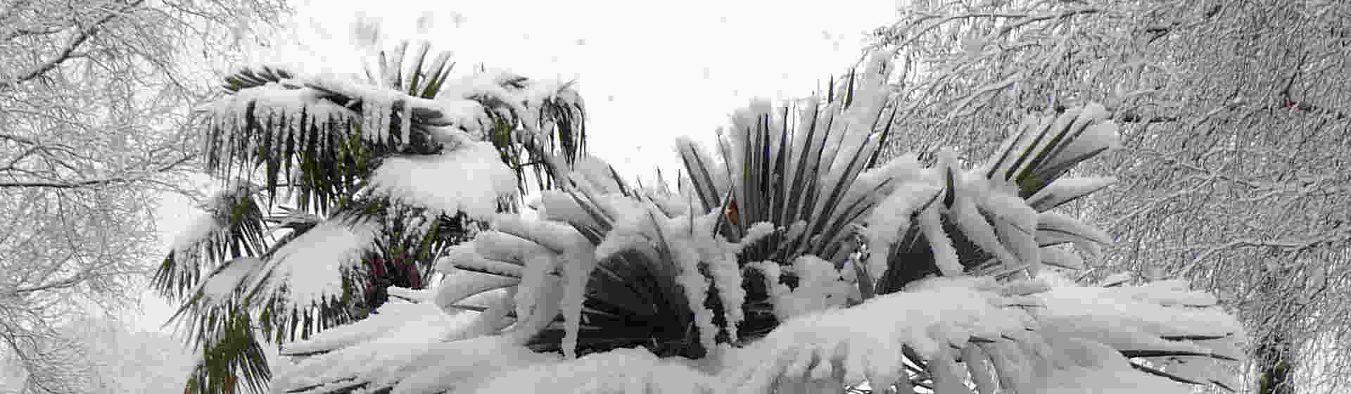 Palme im Schnee