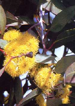 Artikel-Bild-Schnee-Eucalyptus