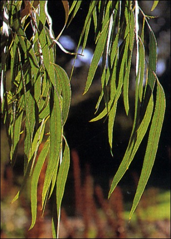 Artikel Bild: Zucker-Eucalyptus