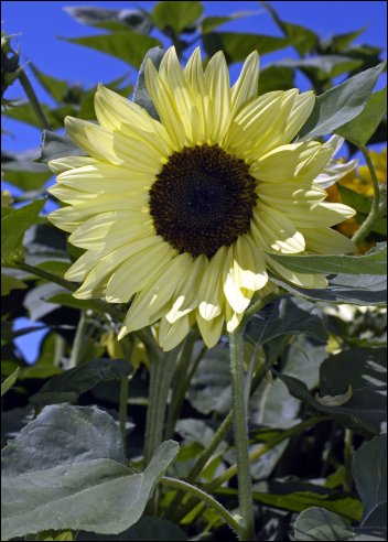 Artikel Bild: Sonnenblumen: Buttercream F1
