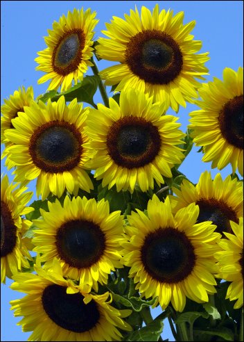 Artikel Bild: Sonnenblumen: Full Sun F1