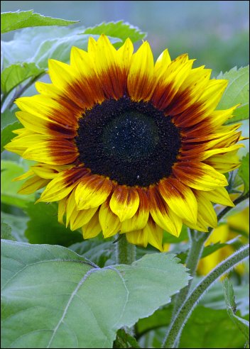 Artikel Bild: Sonnenblumen: Solar Power F1