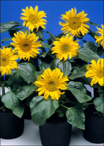 Artikel Bild: Sonnenblumen: Sunspot
