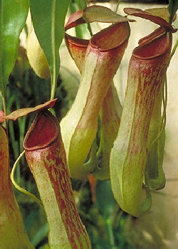 Artikel Bild: Nepenthes khasiana / inkl. Kultursubstrat