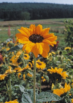 Artikel Bild: Sonnenblumen: Soraya