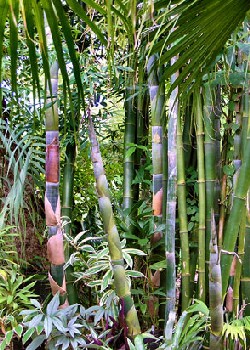 Artikel Bild: GR-Tropischer Bambus