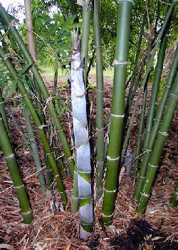 Artikel Bild: GR-Regenwald - Bambus