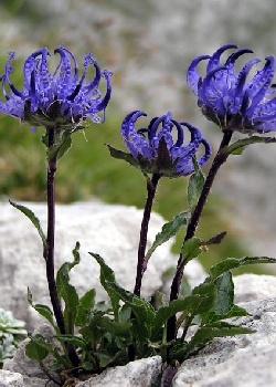 Artikel Bild: AL-Alpenglockenblume