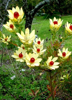 Artikel Bild: Inka - Gold Protea