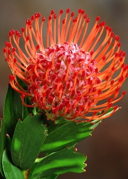 Artikel Bild: Pincushion Protea