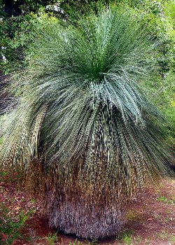 Artikel Bild: Australischer Grasbaum