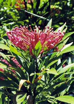 Artikel Bild: Schöne Bergblüte von Papua Neuguinea