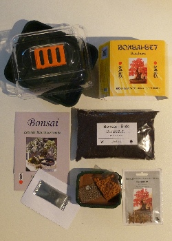 Artikel Bild: Anzucht-Set Bonsai - Rotahorn