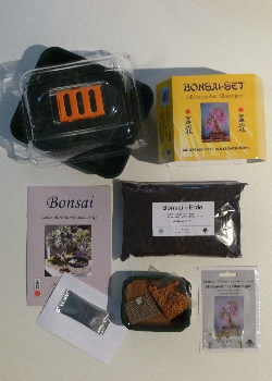 Artikel Bild: Anzucht-Set Bonsai - Afrikanischer Blauregen