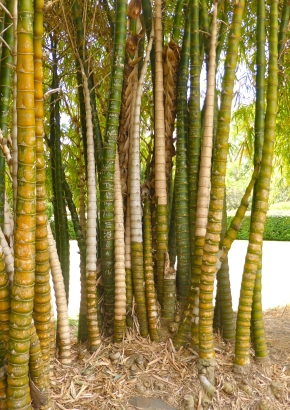 Artikel Bild: GR-Buddha`s Belly Bamboo