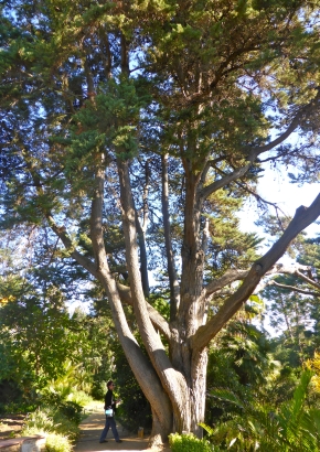 Artikel Bild: Monterey-Zypresse