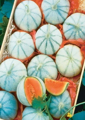 Artikel Bild: GE - Französische Charentais-Melone `Savor