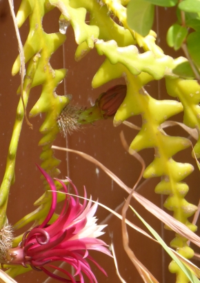 Artikel Bild: K - Sägezahn - Kaktus
