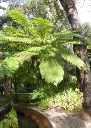 Artikel Bild: Australischer Schuppenbaumfarn