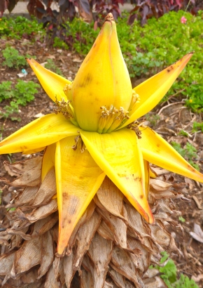 Artikel Bild: Goldene Lotus-Banane