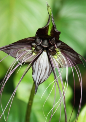 Artikel Bild: Schwarze Fledermausblume