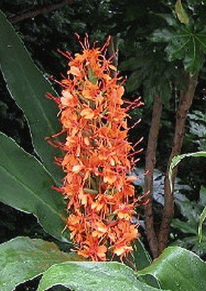 Artikel Bild: BZ - Riesen-Schmetterlingsblume - Orangerot
