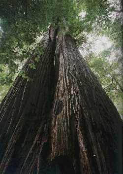 Artikel-Bild-Küsten-Mammutbaum
