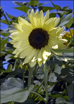 Artikel-Bild-Sonnenblumen: Buttercream F1