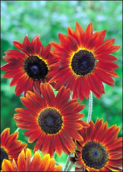 Artikel-Bild-Sonnenblumen: Ruby F1