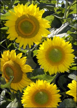 Artikel-Bild-Sonnenblumen: Summer Breeze F 1