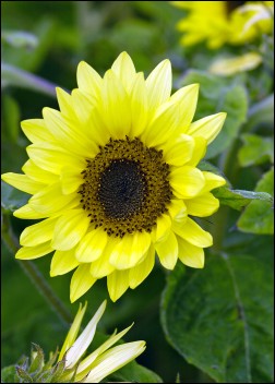 Sonnenblumen: Garden Statement