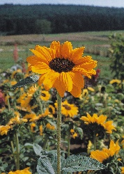 Artikel-Bild-Sonnenblumen: Soraya