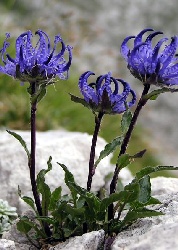 AL-Alpenglockenblume