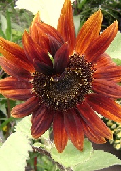 Sonnenblumen: Sundowner