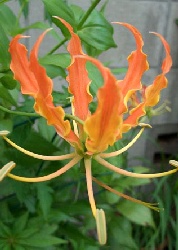 Afrikanische Kletterlilie - Orange
