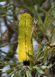 Kerzen - Banksia