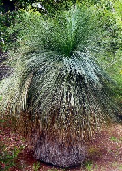 Artikel-Bild-Australischer Grasbaum
