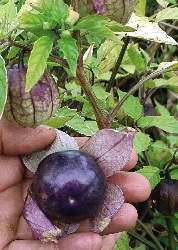 GE-Tomatillo Purple