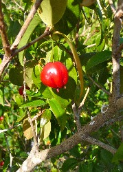 Barbadoskirsche / Acerolafrucht