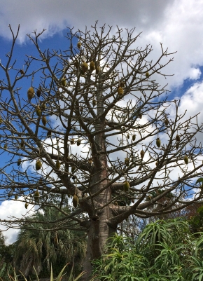 Australischer Affenbrotbaum