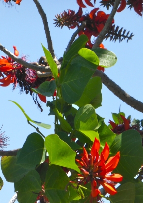 Artikel-Bild-Indischer Korallenbaum