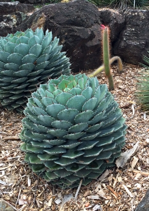 K-Cabbage Head Agave