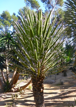 Artikel-Bild-Mexikanische Wüsten-Yucca