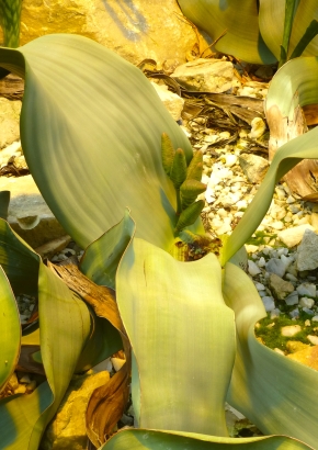 Welwitschie / Wüstenblatt