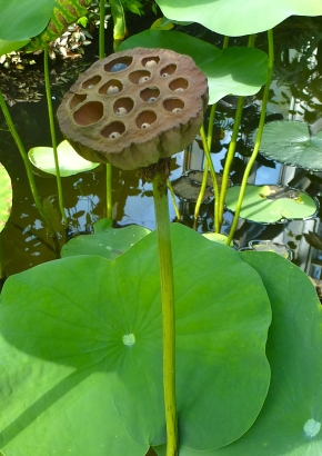 Artikel-Bild-Indische Lotusblume