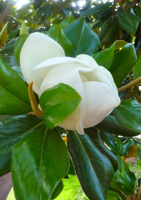 Artikel-Bild-Großblütige Magnolie