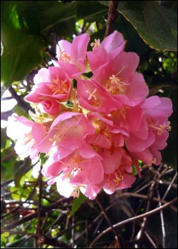 Blütenbombenbaum