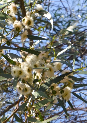 Eucalyptus (bicostata)