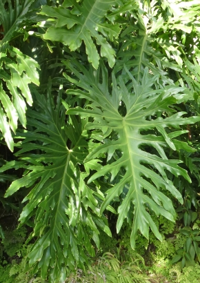 Artikel-Bild-Philodendron